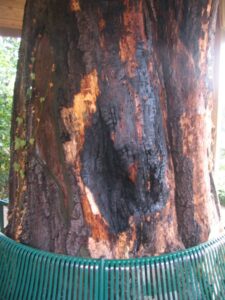 Mehr über den Artikel erfahren Kleinbrand „Baum“