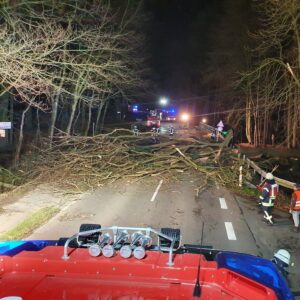 Mehr über den Artikel erfahren Technische Hilfeleistung – Baum droht auf Straße zu stürzen